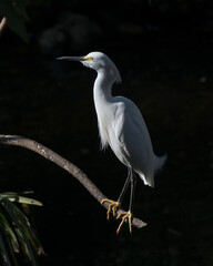 Snowy Egret Stock Photos. Perched on a tree branch. Black contrast background. Image. Portrait. Photo.