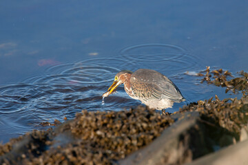 Green Heron fishing on coastal shore