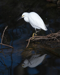Snowy Egret Stock Photos. Snowy Egret close-up with black contrast background. Reflection on water.  Image.  Portrait. Image.
