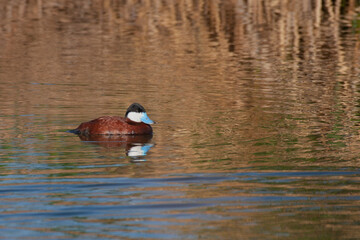 Ruddy Duck on pond