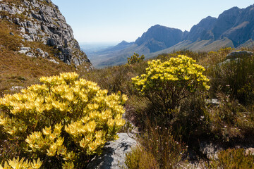 Yellow proteas (Broadleaf Conebush) in flower in the Boland mountains near Stellenbosch, South...