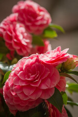 Vertical view of Camellia plant with pink flowers.