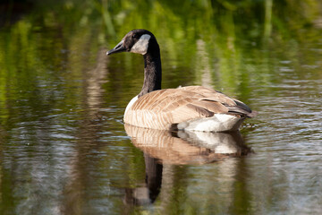 Obraz premium Canada Goose on pond