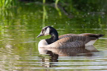 Canada Goose on pond