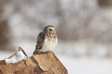 Short-eared Owl