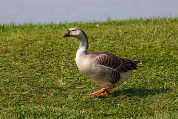 Aves patos