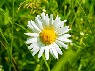 Fototapeta premium Pharmaceutical camomile. Close-up of a flower on a bright sunny summer day among green foliage. Fortune telling, romance. One large white flower with a yellow center