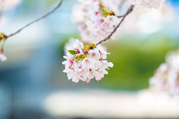 Fototapeta premium 벚꽃나무