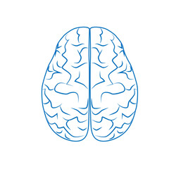 Fototapeta premium Human brain, nervous system. Internal human organs. Linear vector illustration