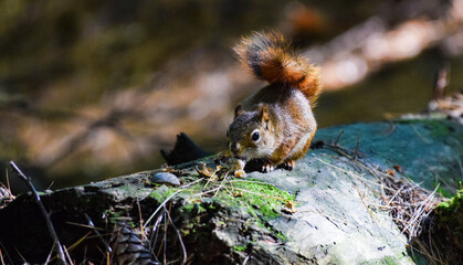 red squirrel