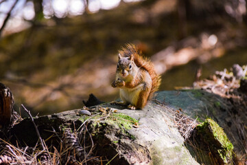 red squirrel