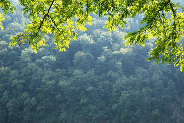 Fototapety  Zbliżenie natura widok zielonych liści akacji na wiosennych gałązkach na niewyraźne tło w lesie. Copyspace używaj jako naturalnych zielonych roślin i tła ekologii