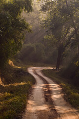 Fototapeta na wymiar A morning in the tiger reserve and a Pench national park. Sun rays passing through the canopy of trees and creating a scenic view on the roads. The mist & fog add more beauty to the image.