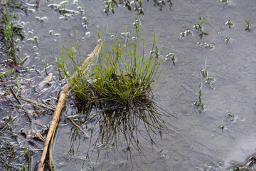 muddy grass