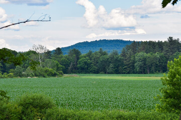 Obraz premium corn field and hill