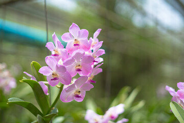 flowers in the garden