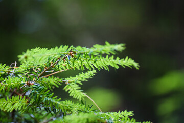 pine branch