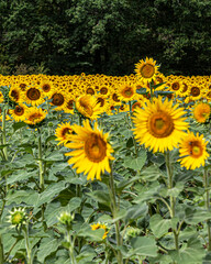 Obraz premium Field of sunflowers