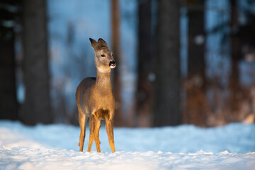 Roe deer, capreolus capreolus, doe standing on meadow in wintertime nature. Wild brown mammal looking on white field with copy space. Antlered animal observing in winter forest.