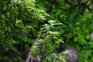 pine branch