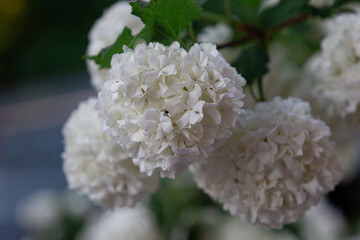 close up of a white flower