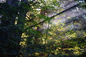 sunlight in the woods