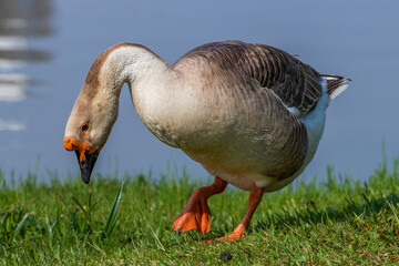 Aves patos