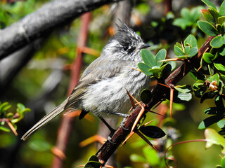 Tufted Tit-Tyrant (Anairetes parulus)