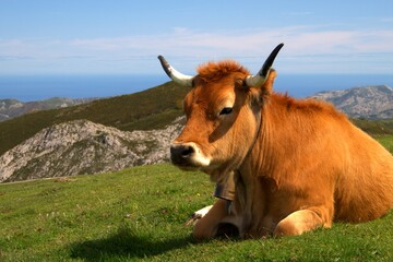 Cow lying on a green meadow. Copy space