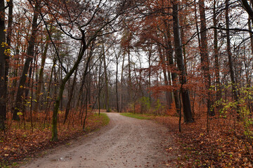 Fototapeta premium ヨーロッパの紅葉