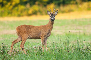 Roe deer, capreolus capreolus, buck standing on meadow in summertime nature. Roebuck with little...