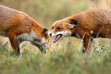 Two red fox, vulpes vulpes, fighting on meadow in autumn nature. Orange predator in battle on green field in fall. One wild beast hissing to another on glade.