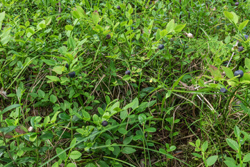the crop is healthy and wholesome blueberry bushes in the woods