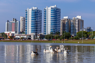 Aves patos