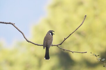 Obraz premium himalayan bulbul