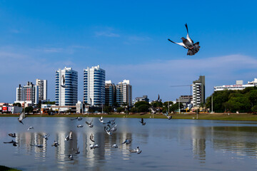 Aves patos