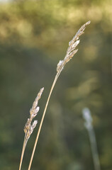 dry blades of grass