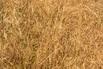 beautiful natural unusual plants in the garden of Golden color