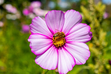 Bee sucking nectar inside beautiful flower 