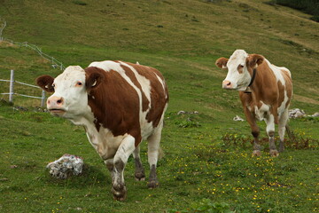 Fototapeta na wymiar Cows on a pasture near Bachlalm,Salzburg Province,Austria,Europe 