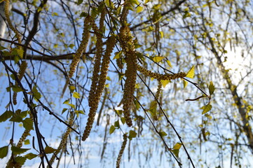 branches against blue sky