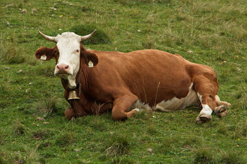 Naklejka na ściany i meble Cows on a pasture near Bachlalm,Salzburg Province,Austria,Europe 