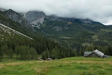 Fototapeta na wymiar Alp Bachlalm near Filzmoos in Salzburg Province,Austria,Europe 
