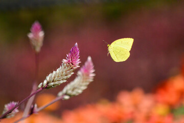 キタキチョウとセロシア