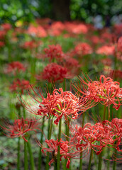 曼珠沙華　彼岸花　満開　小石川植物園
