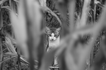 Fototapeta premium cat in the grass
