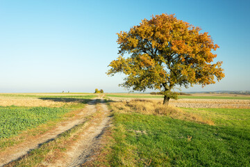 Coloured autumn tree on a dirt road