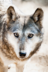 Portrait d'un magnifique loup au regard intense