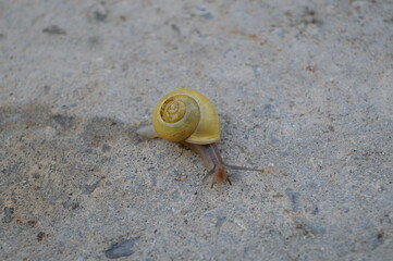 snail on the road
