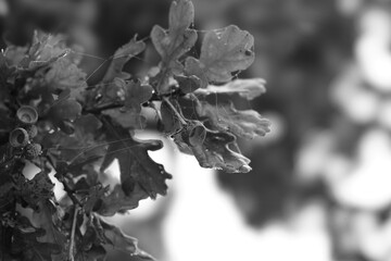 leaves with dew drops